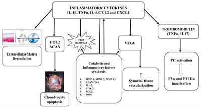 Pathophysiological Role of Synovitis in Hemophilic Arthropathy Development: A Two-Hit Hypothesis